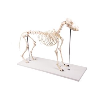 Hundeknochen in Kunststoff