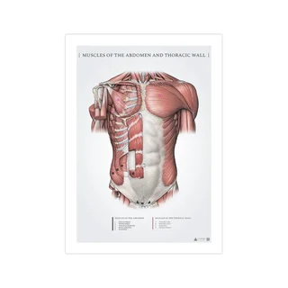 Bauch- und oberflächliche Brustmuskulatur – Anatomieposter 50x70mm