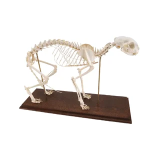 Echte Katzen-Skelett (Felis catus) mit flexiblen Verbindungen