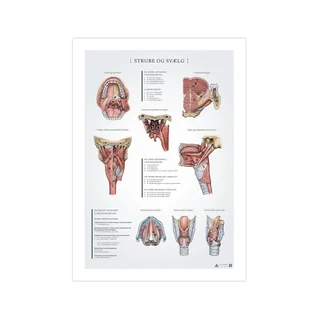 Poster zur Anatomie von Rachen und Kehlkopf, 50 x 70 mm