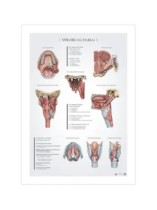 Poster zur Anatomie von Rachen und Kehlkopf, 50 x 70 mm