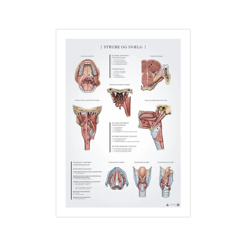 Poster zur Anatomie von Rachen und Kehlkopf, 50 x 70 mm