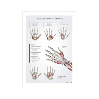 Anatomieposter "Muskulatur der Hand“, 50 x 70 mm