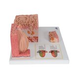 Mikroanatomie - schwer