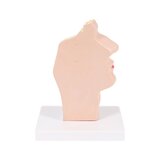 Anatomisches Modell von Mund und Rachen