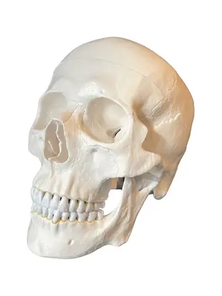 Anatomisches Schädelmodell II, Erwachsenengröße