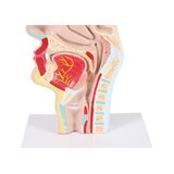 Anatomisches Modell von Mund und Rachen