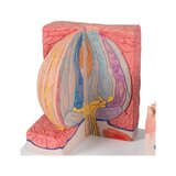 Mikroanatomie - schwer