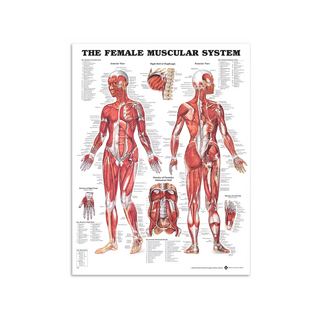 Female Muscle - Anatomie Poster 51x66 cm