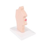 Anatomisches Modell von Mund und Rachen