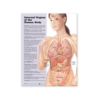 Innere Organe laminiertes Poster Englisch