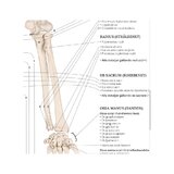 Die Anatomie Anatomie der Bewegung Schwedisch und Latein