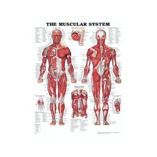 Anatomie Poster - Muskeln