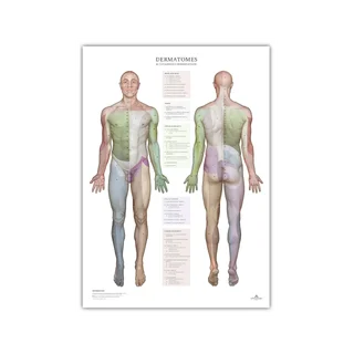 Dermatome und Hautinnervationsgebiete – Poster 50x70 cm