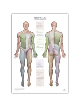 Dermatome und Hautinnervationsgebiete – Poster 50x70 cm