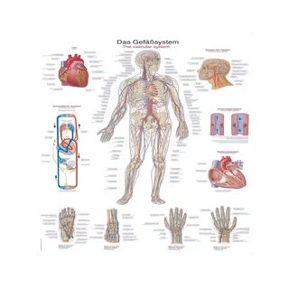 Poster des Gefäßsystems, 50x70 cm