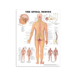 Anatomie Poster - Spinalnerven