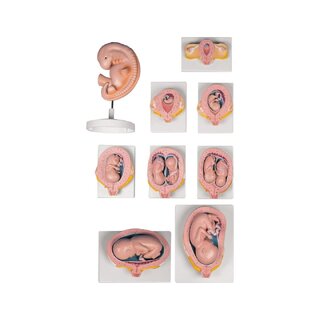 Schwangerschaftsmodell-Set mit 9 Modellen