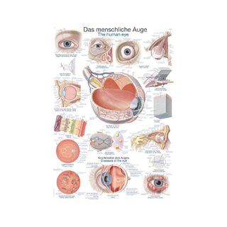 Poster Das menschliche Auge, 50x70cm