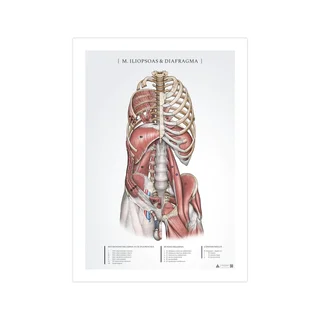 Anatomieposter - Iliopsoas und Zwerchfell