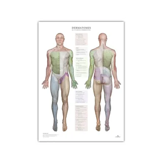 Dermatome und Hautinnervationsgebiete