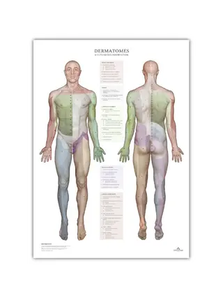 Dermatome und Hautinnervationsgebiete