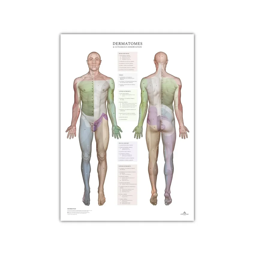 Dermatome und Hautinnervationsgebiete