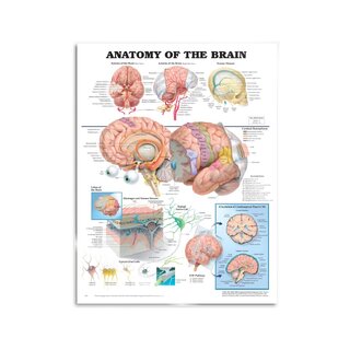 Gehirn Anatomie - Poster