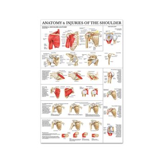 Schulter und Ellenbogen laminierte Poster 51x66 cm