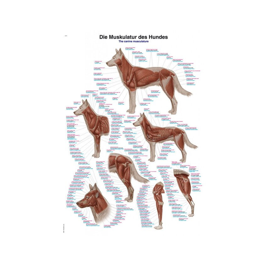 Muskulatur des Hundes 70x100 cm Poster - reine Latein, Englisch und Deutsch Nomenklatur