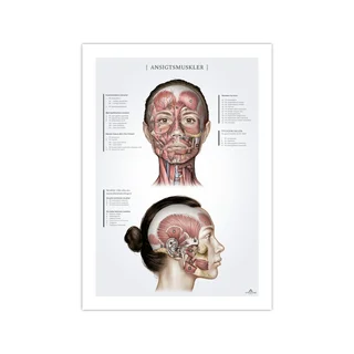 Gesichtsmuskeln bei Frauen, Anatomieposter 50x70mm