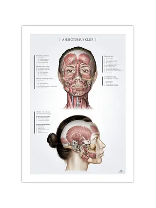 Gesichtsmuskeln bei Frauen, Anatomieposter 50x70mm