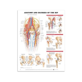 Anatomie & Verletzung im Hüftgelenk in Englisch
