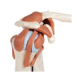 Flexibles Schultermodell mit Bändern und farbigen Gelenkflächen