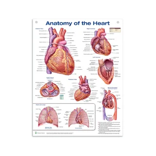 Herz Anatomie Laminiertes Poster Englisch (Anatomie des Herzens)