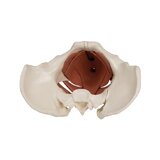Weibliches Beckenmodell mit 12-teiligem Beckenboden