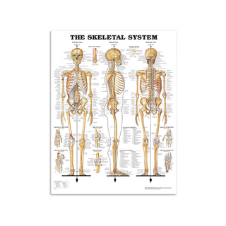 Anatomie Poster - Skeleton
