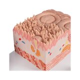 Mikroanatomie - schwer