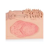 Mikroanatomie - schwer