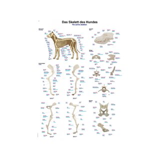 Hundeknochen 70x100 cm reines Latein Deutsch und Englisch Nomenklatur