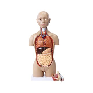 15 Anzahl der gemeinsamen Mini Torso mit austauschbaren Genitalien