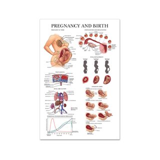 Schwangerschaft & Geburt Laminatposter Englisch