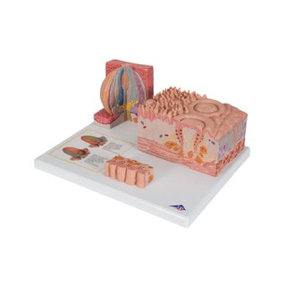 Mikroanatomie - schwer