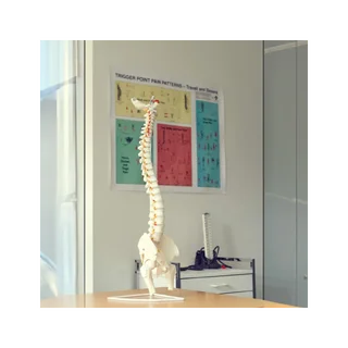 Flexibles Modell der Wirbelsäule mit Nerven, Hüftgelenk und Dreibein.