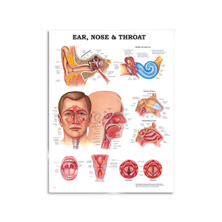 Nasenhals - Papierposter / Poster 51x66 cm