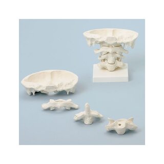 Die Bewegung der oberen Halswirbelsäule