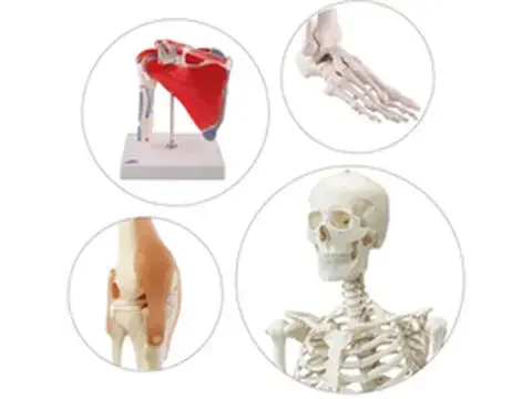 Anatomie