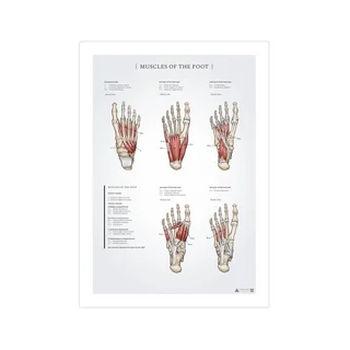 Anatomieposter der Fußmuskulatur, 50 x 70 mm