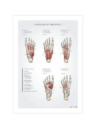 Anatomieposter der Fußmuskulatur, 50 x 70 mm