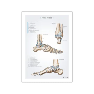 Poster zur Anatomie von Fuß und Sprunggelenk, 50 x 70 mm
